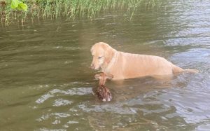 Drowning dog
